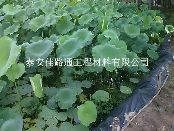 魚蝦養(yǎng)殖防滲膜為何選糙面？這些優(yōu)勢很關(guān)鍵